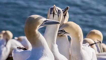 51爆料深度揭秘:八卦风波背后,主持人在豪华别墅内的角色瞬间令人意外